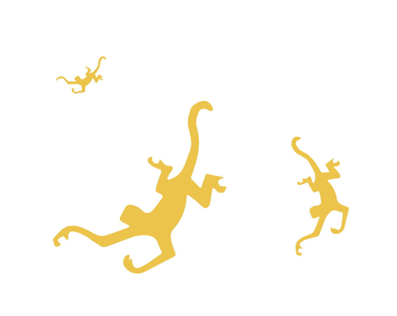 Wondermonkey See The Forest